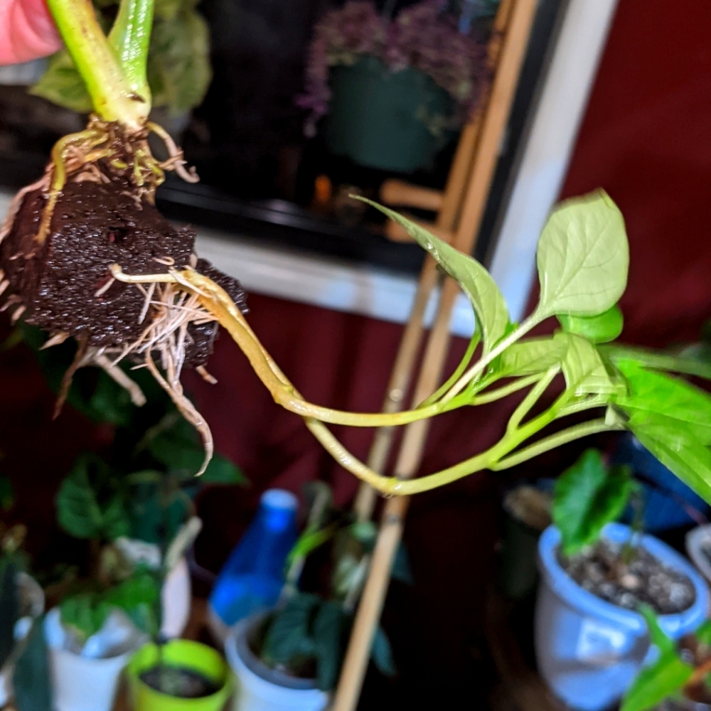Frankenplant